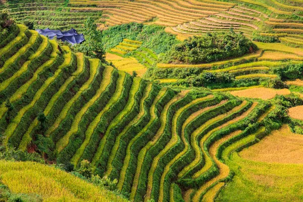 Schöne Reisterrasse auf einem Hügel — Stockfoto