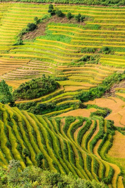 Hermosas filas de terrazas de arroz verde — Foto de Stock