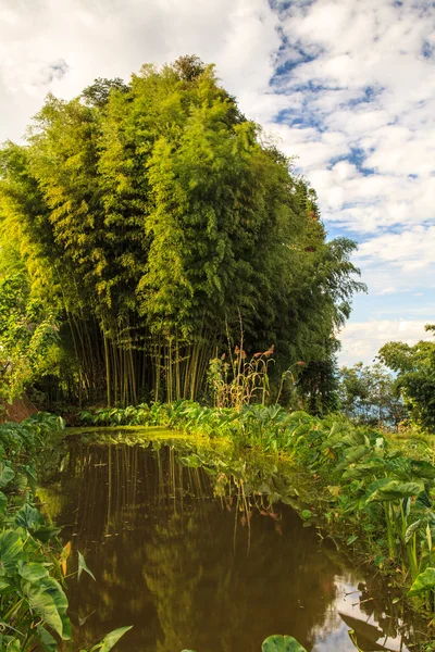 Las bambusowy oświetlony przez światło rano — Zdjęcie stockowe