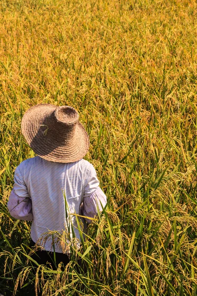 Agricultor que trabaja en la tierra en Asia —  Fotos de Stock