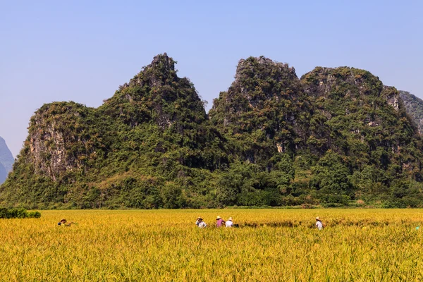 Agricoltori che lavorano sulla terra in Asia — Foto Stock