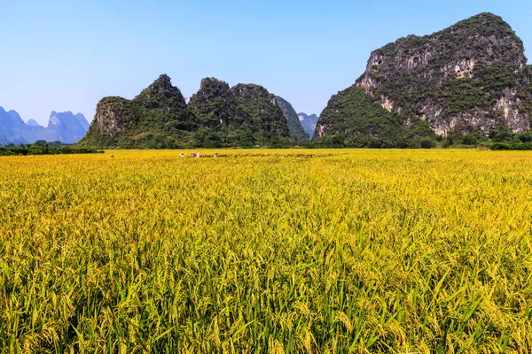 Grain field in a beautiful landscape — Stock Photo, Image