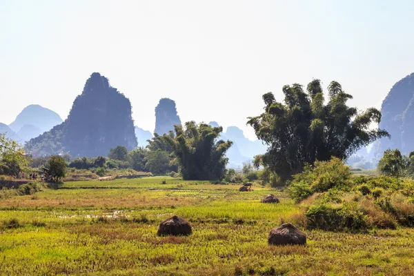 Bamboo trees in a valley with limestone rocks — Stock Photo, Image