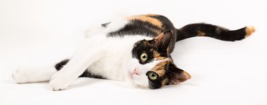 Genç kedi, beyaz izole yatan