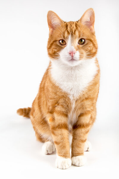 red cat, sitting towards camera, isolated in white