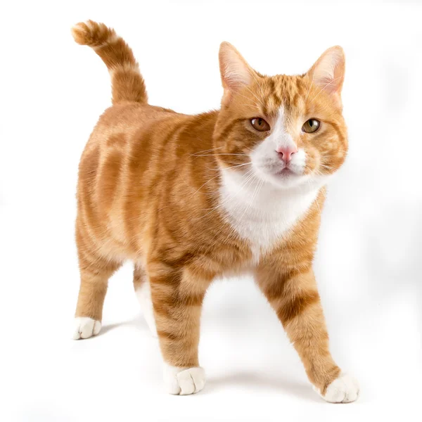 빨간 고양이, 카메라, 흰색에서 절연 걸어가 — 스톡 사진