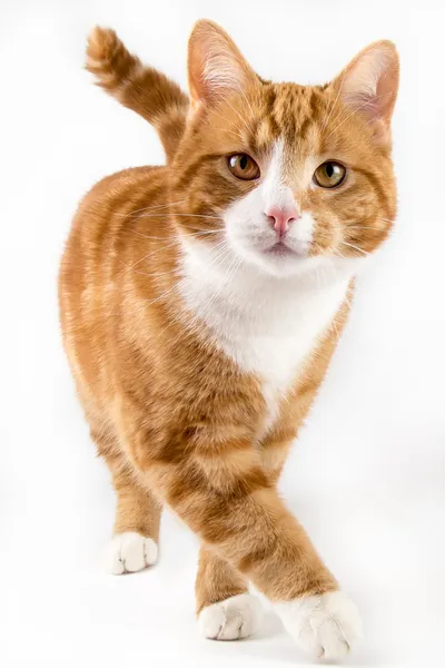 Gatto rosso, camminando verso la macchina fotografica, isolato in bianco — Foto Stock