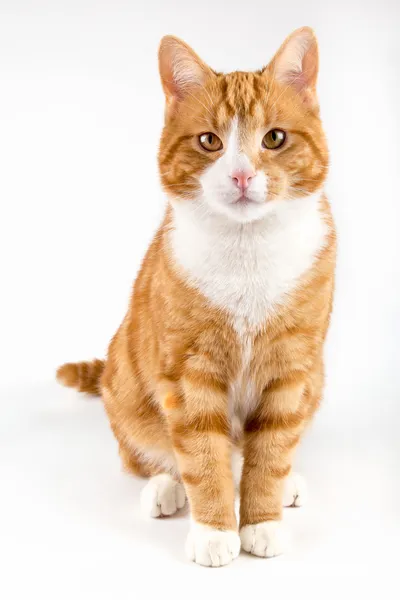 Rote Katze, sitzend in Richtung Kamera, isoliert in weiß Stockbild