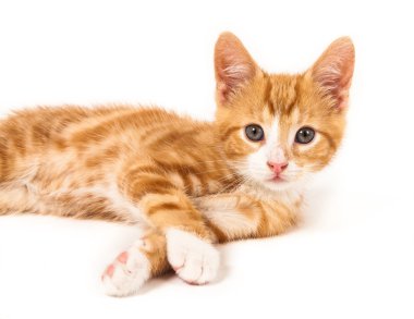 Kameraya bakarak meraklı küçük kırmızı kedi