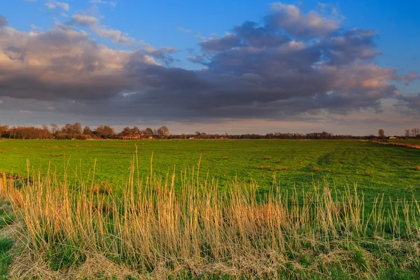 Grünlandlandschaft bei Sonnenuntergang — Stockfoto