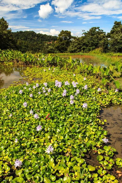Paesaggio lato lago con piante acquatiche — Foto Stock