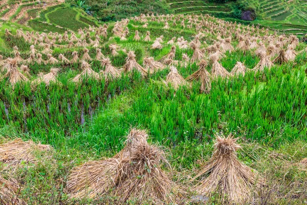 Krajina stohy sena, sušení na rýžových polí — Stock fotografie
