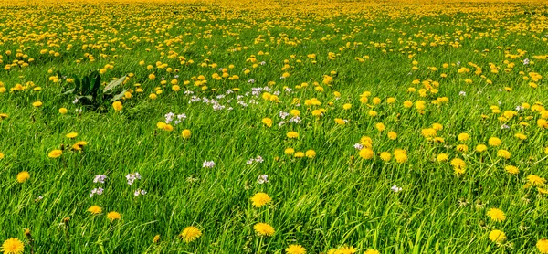 Dandelion flower field in bloom — Stock Photo, Image