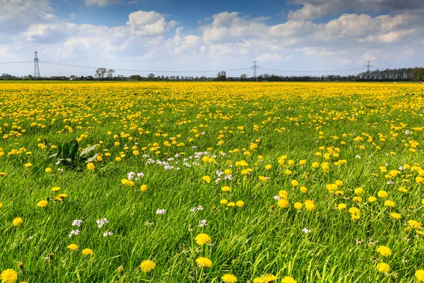 Dandelion flower field in bloom — Stock Photo, Image