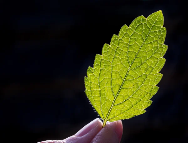 Folha de hortelã iluminada pelo sol nas costas — Fotografia de Stock