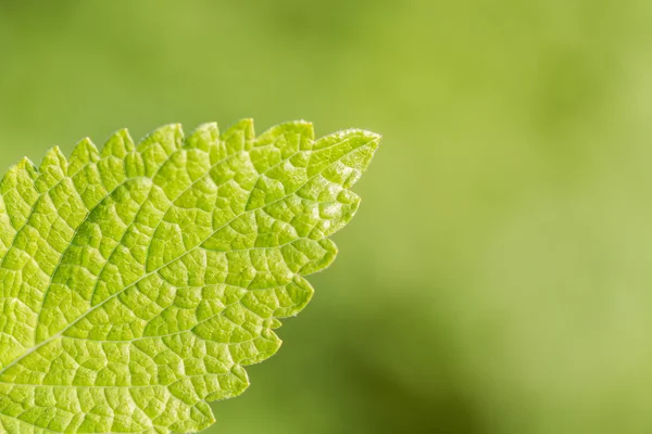 Folha de hortelã em close up — Fotografia de Stock