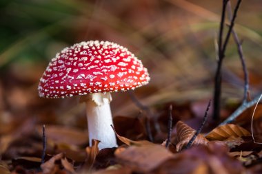 bir orman içinde sinek amanita mantar
