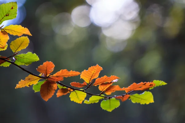 Feuilles d'automne colorées sur branche d'arbre — Photo