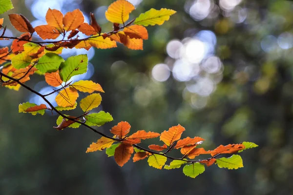 Feuilles d'automne colorées sur branche d'arbre — Photo