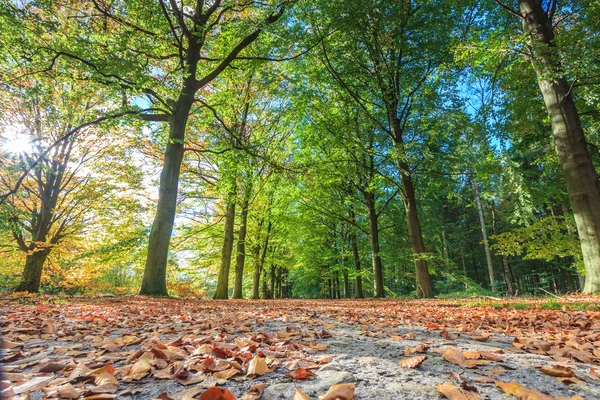 Callejón de arena con árboles iluminados por el sol en otoño — Foto de Stock