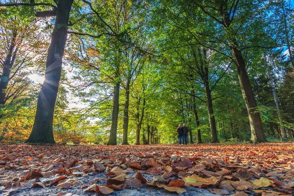 Vandring genom skogen på hösten — Stockfoto