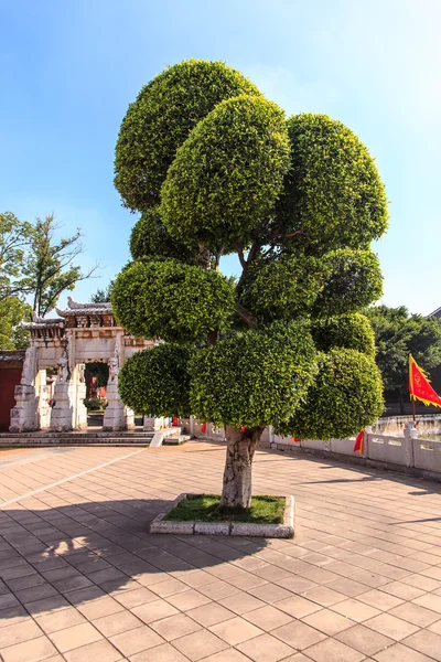 Traditioneller chinesischer Garten mit schönem Baum — Stockfoto