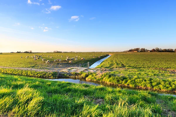 オランダの草地に shees 立っています。 — ストック写真