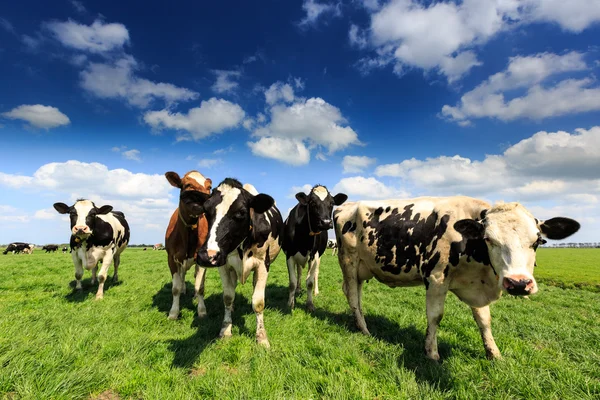 Koeien permanent in een grasland in Nederland — Stockfoto