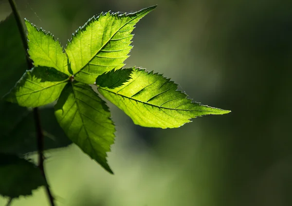 Een blad van de achterzijde verlicht door de zon — Stockfoto