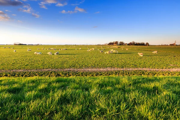 Shees standing in a grassland in Holland — Stock Photo, Image