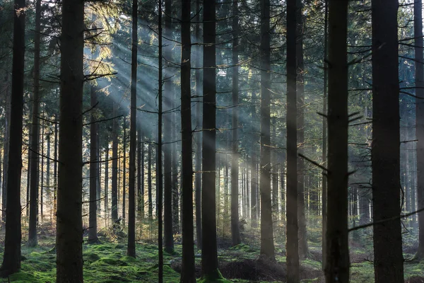 Luz de la mañana brillando a través de los árboles en un bosque — Foto de Stock