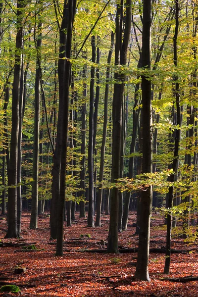 Tree trunks lit by early morning sun — Stock Photo, Image