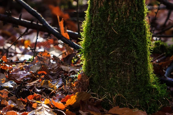 Tree trunk lit by sun — Stock Photo, Image