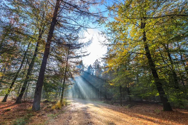 Solen strålar genom ett träd i en skog — Stockfoto