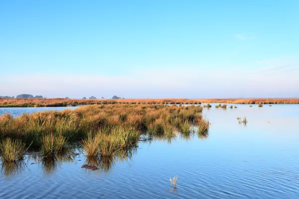 Водно-болотні угіддя краєвид на сонячний день — стокове фото