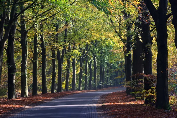 Autumn landscape of a road through the forest — Stock Photo, Image