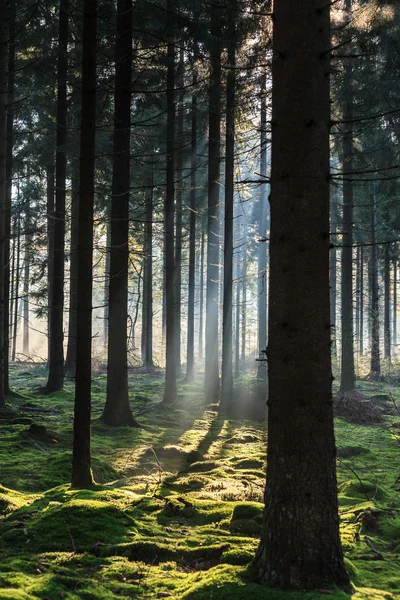 Luz de la mañana brillando a través de los árboles en un bosque — Foto de Stock