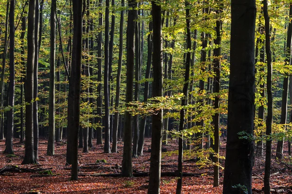 Trädstammar lyser av tidig morgonsol — Stockfoto