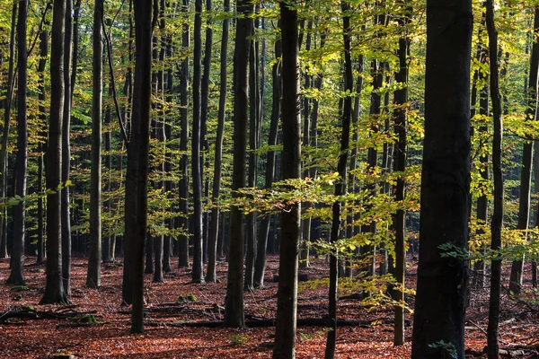 Troncos de árboles iluminados por el sol de la mañana —  Fotos de Stock