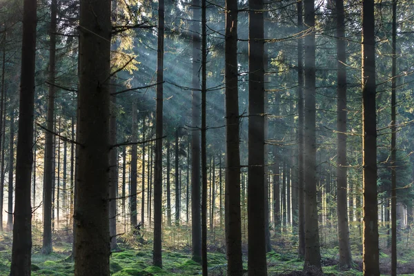 Luz de la mañana brillando a través de los árboles en un bosque — Foto de Stock
