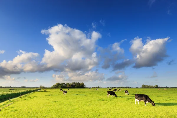 Cows grazing on a grassland in a typical dutch landscape — Stock Photo, Image