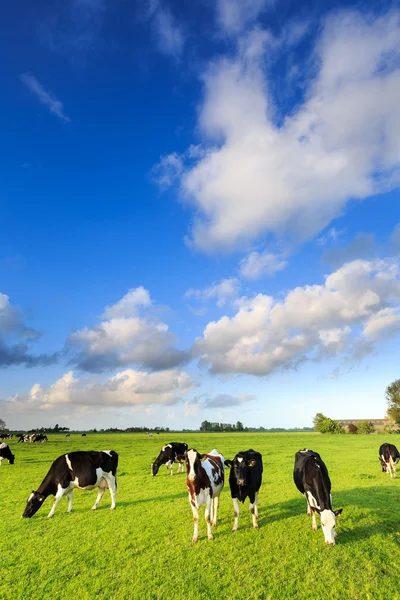 Koeien grazen in een grasland in een typisch Nederlandse landschap — Stockfoto