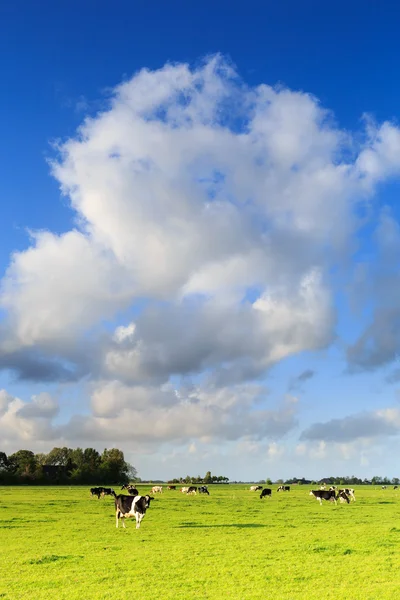 Cows grazing on a grassland in a typical dutch landscape — Stock Photo, Image