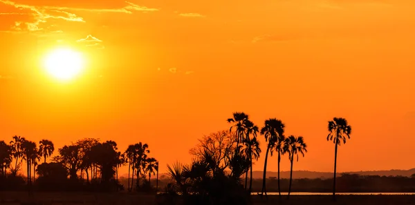 Oranžová záře slunce v krajině palm stromy — Stock fotografie