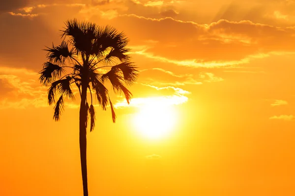 Pôr do sol de brilho laranja com uma silhueta de palmeira — Fotografia de Stock