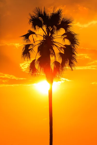 Orangefarbener Sonnenuntergang mit einer Palmensilhouette Stockbild