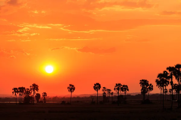 Orangefarbener Sonnenuntergang in einer afrikanischen Landschaft lizenzfreie Stockfotos