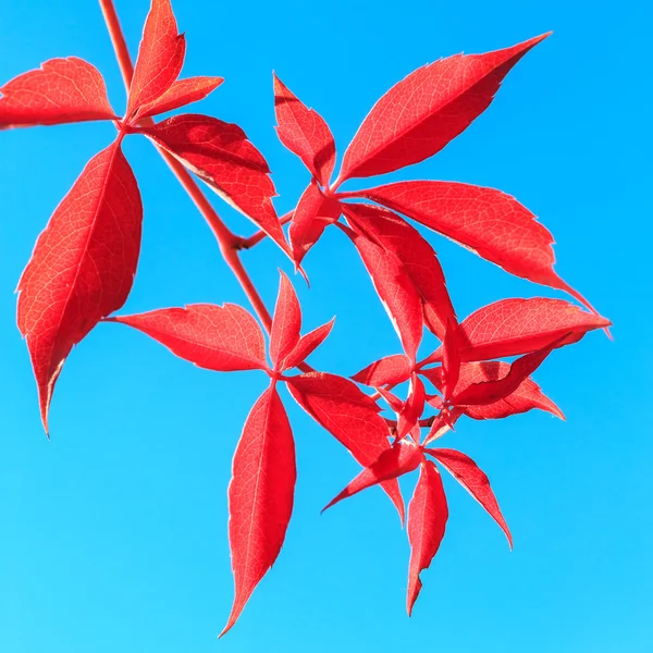 Red autumn leaves isolated on blue background
