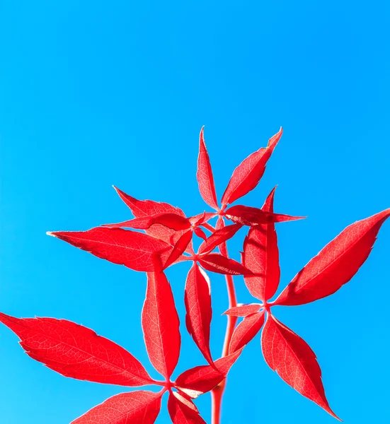 Folhas vermelhas de outono isoladas no fundo azul — Fotografia de Stock