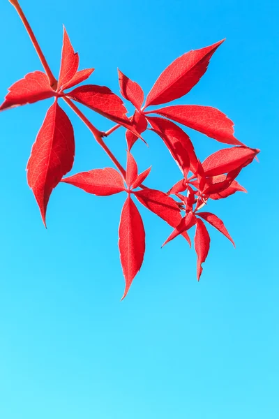 Rote Herbstblätter isoliert auf blauem Hintergrund — Stockfoto